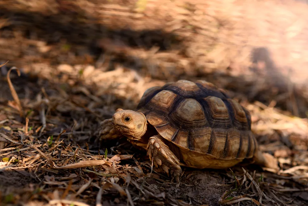 เต่าซูคาต้า (Sulcata Tortoise)