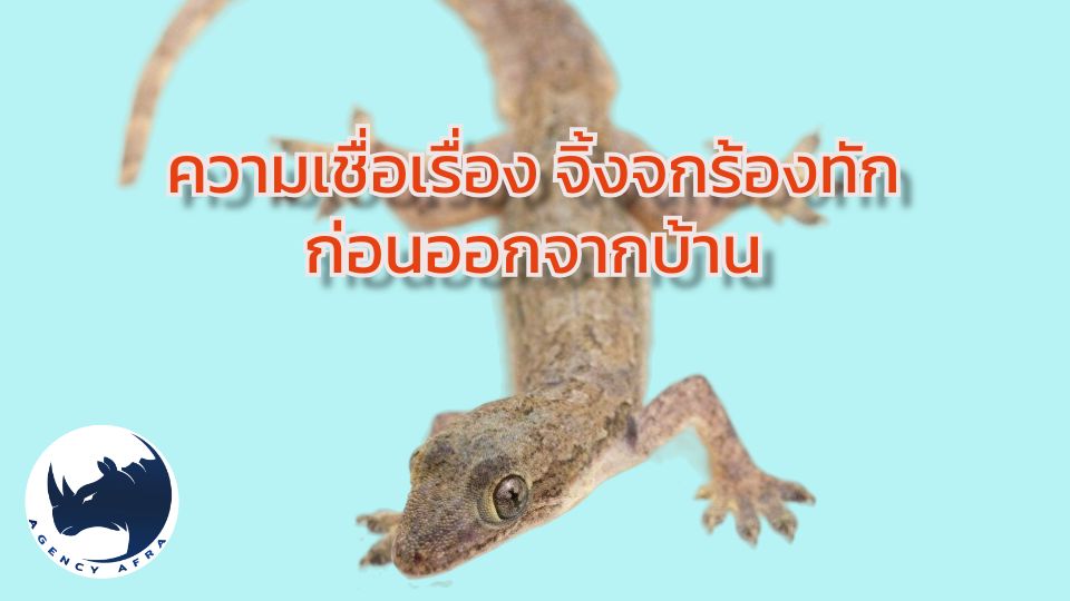 ความเชื่อเรื่อง จิ้งจกร้องทักก่อนออกจากบ้าน ลางบอกเหตุหรือตำนานโบราณ