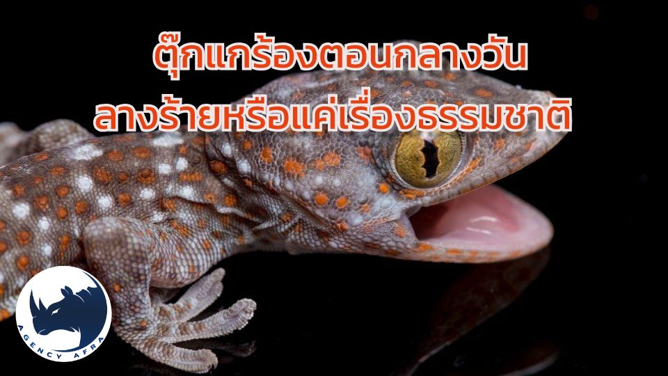 ตุ๊กแกร้องตอนกลางวัน ลางร้ายหรือแค่เรื่องธรรมชาติ? เจาะลึกความเชื่อโบราณและหลักวิทยาศาสตร์