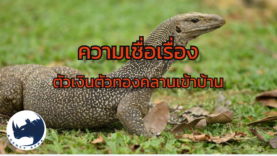 ความเชื่อเรื่อง ตัวเงินตัวทองคลานเข้าบ้าน ลางดีนำโชคลาภเงินทอง หรือสัญญาณเตือนภัย?