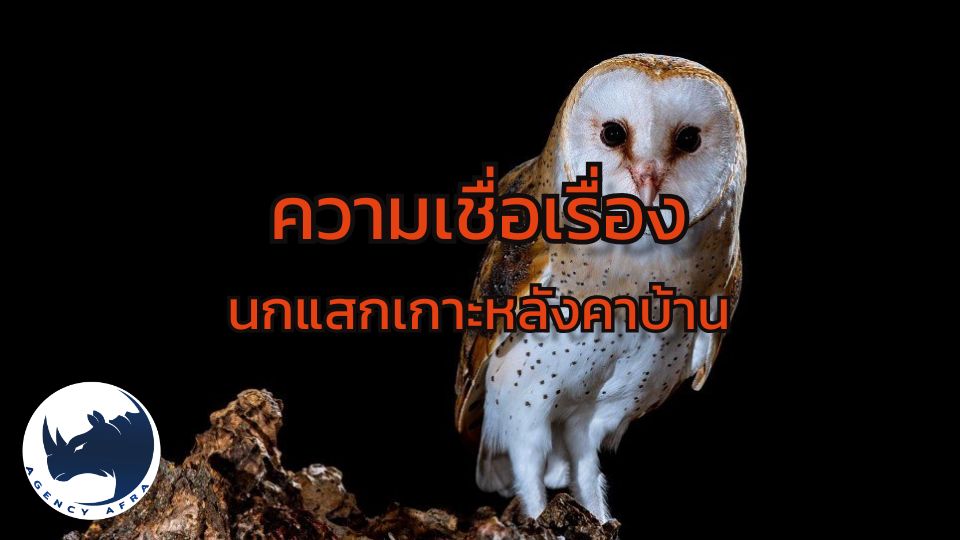 ความเชื่อเรื่อง นกแสกเกาะหลังคาบ้าน ลางร้ายนำความสูญเสียหรือตำนานโบราณ