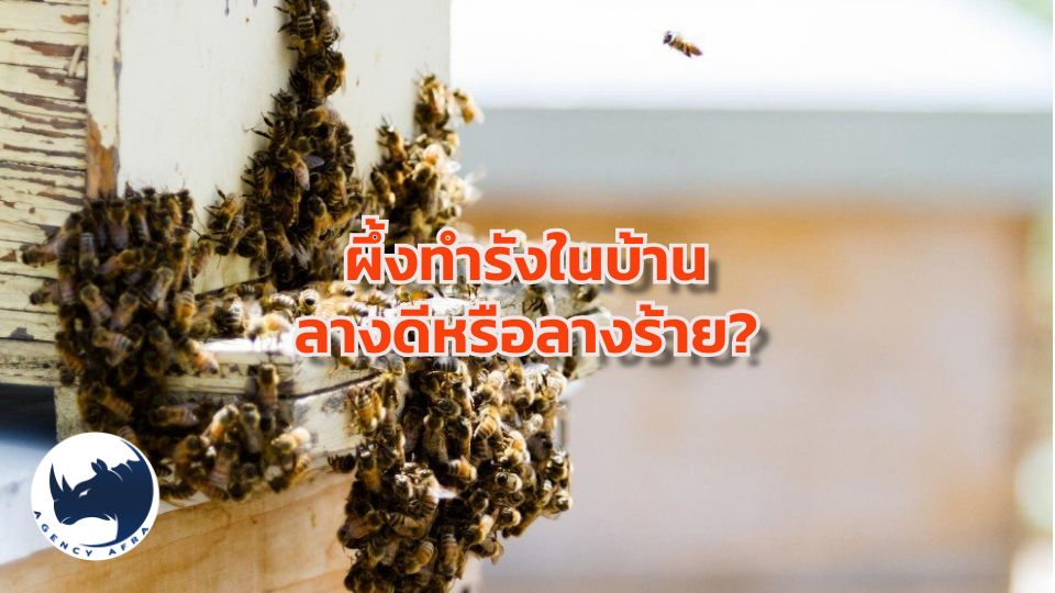 ผึ้งทำรังในบ้าน ลางดีหรือลางร้าย เจาะลึกความเชื่อโบราณและหลักวิทยาศาสตร์