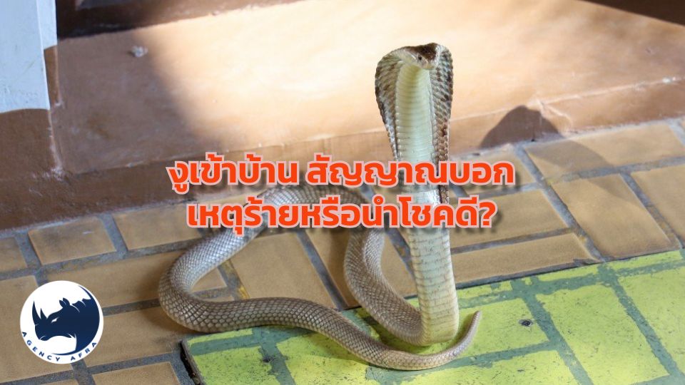 ความเชื่อโบราณ งูเข้าบ้าน สัญญาณบอกเหตุร้ายหรือนำโชคดี?