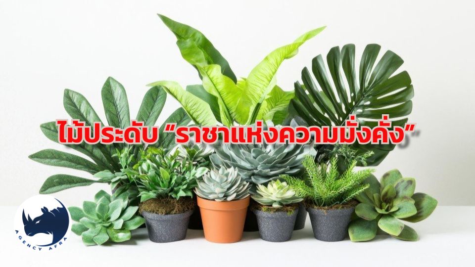 ไม้ประดับ “ราชาแห่งความมั่งคั่ง” เสริมฮวงจุ้ย เรียกทรัพย์ รับปี 2569